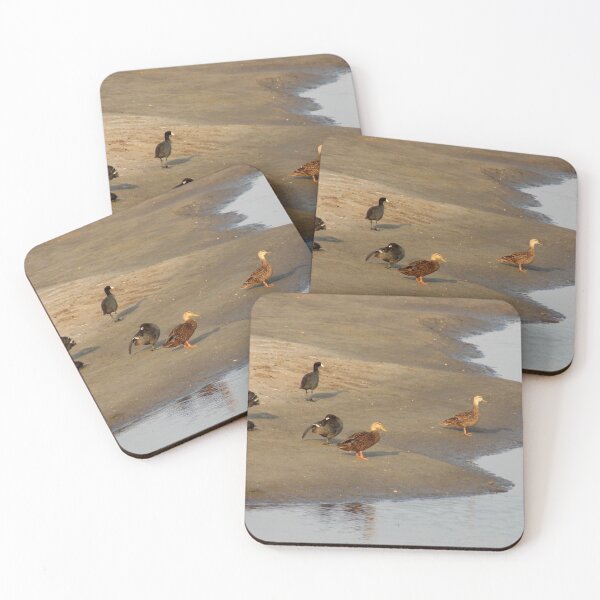 Item preview, American Coots (Fulica americana) & Mottled Ducks (Anas fulvigula) on a Morning Shore designed and sold by Inuyasha907.