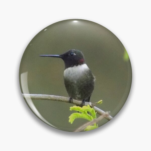 Item preview, Ruby-throated Hummingbird (Archilochus colubris) on a Twig designed and sold by Inuyasha907.
