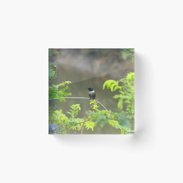 Item preview, Ruby-throated Hummingbird (Archilochus colubris) on a Twig designed and sold by Inuyasha907.