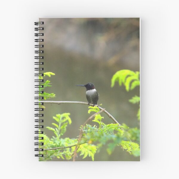 Item preview, Ruby-throated Hummingbird (Archilochus colubris) on a Twig designed and sold by Inuyasha907.