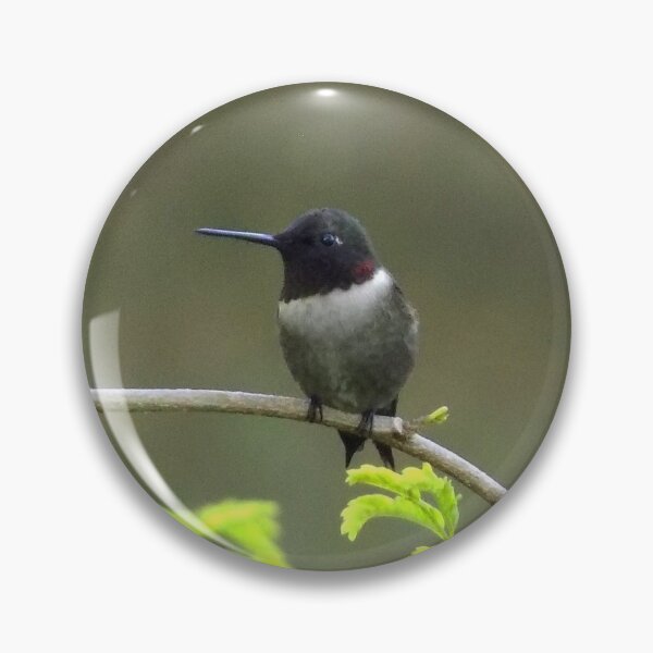 Item preview, Ruby-throated Hummingbird (Archilochus colubris) on a Twig 2 designed and sold by Inuyasha907.