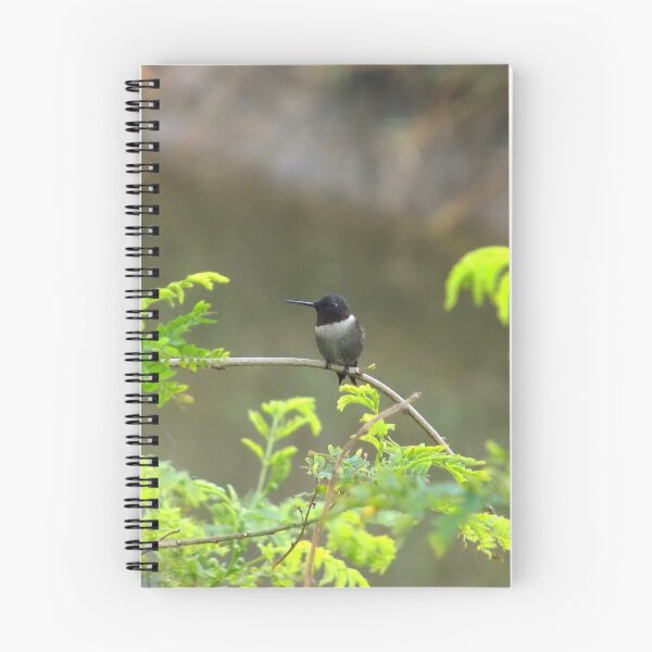 Item preview, Ruby-throated Hummingbird (Archilochus colubris) on a Twig 2 designed and sold by Inuyasha907.