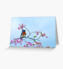 Bluebird visits red dogwood Greeting Card