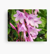 In a Little Old Lady's Yard Canvas Print