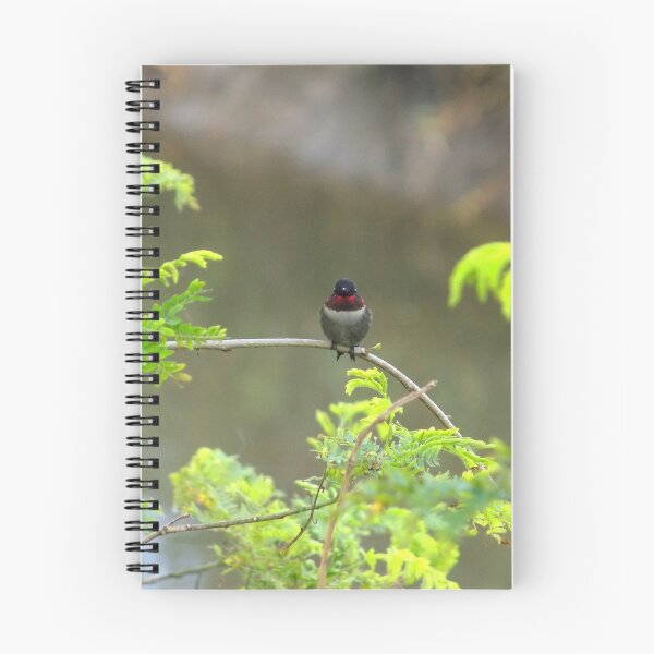 Item preview, Ruby-throated Hummingbird (Archilochus colubris) on a Twig 3 designed and sold by Inuyasha907.