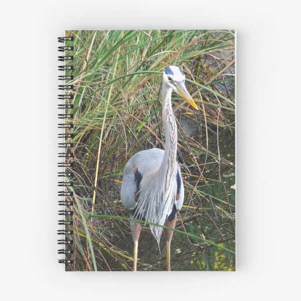 Item preview, Great Blue Heron (Ardea herodias) in a Estuary 2 designed and sold by Inuyasha907.