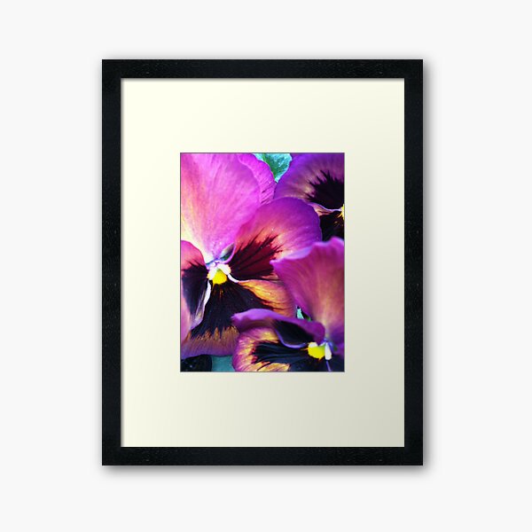 Ppppa Pansy Framed Art Print