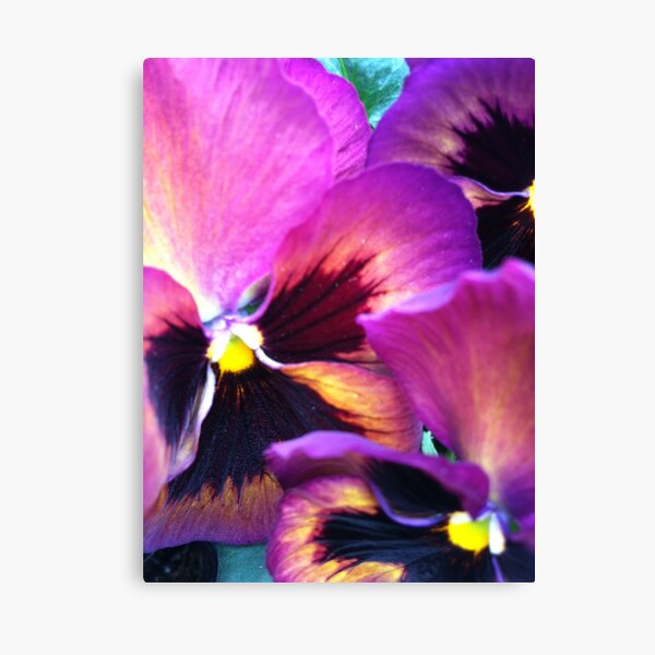 Ppppa Pansy Canvas Print