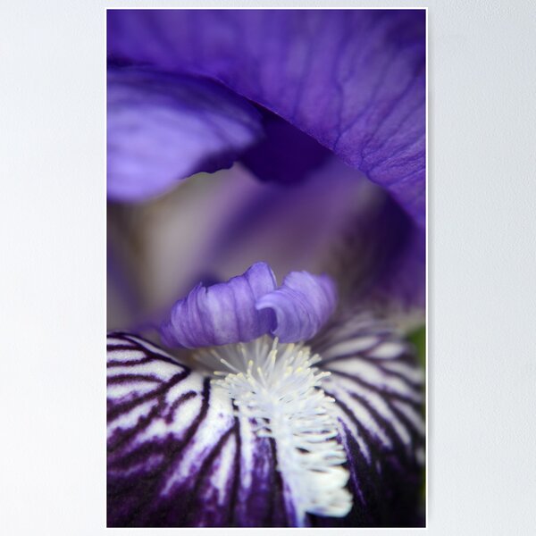 Artikelvorschau, Purple Passion entworfen und verkauft von Lucy Adams.