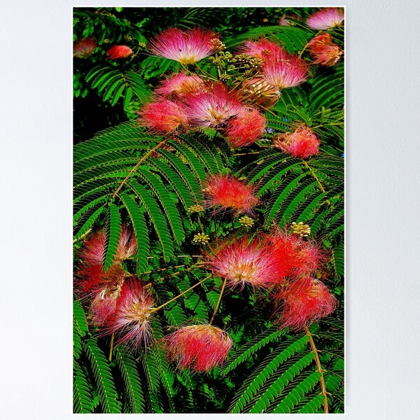 Item preview, fern designed and sold by Luci3120.
