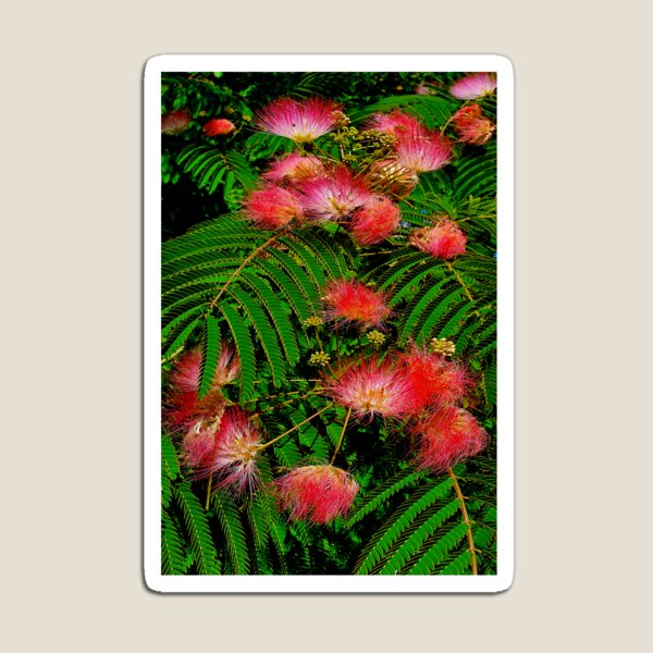 Item preview, fern designed and sold by Luci3120.