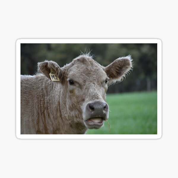 murray grey cattle