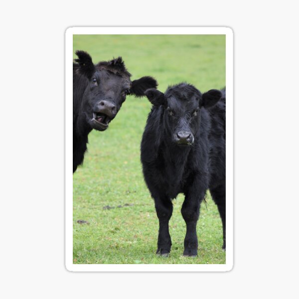Artikel-Vorschau von ANGUS COW PHOTO BOMB, designt und verkauft von Ally Peter.