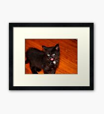 Silly Kitten Framed Print
