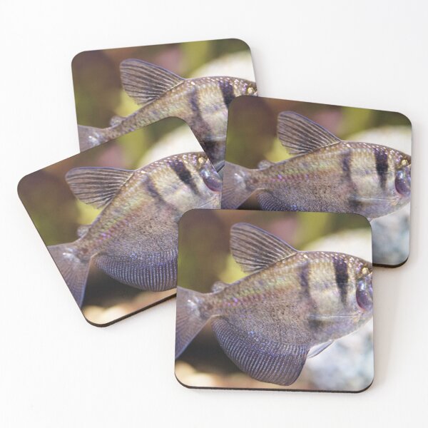 Item preview, Black Widow Tetra Fish designed and sold by MelRazor.
