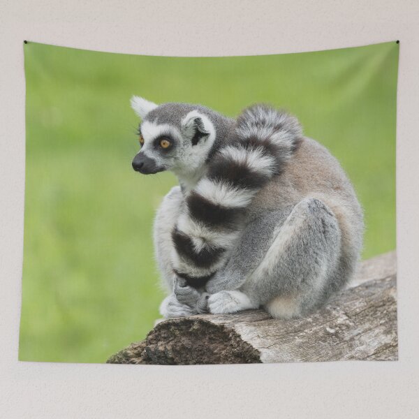 Item preview, Lemur On A Log designed and sold by rawshutterbug.