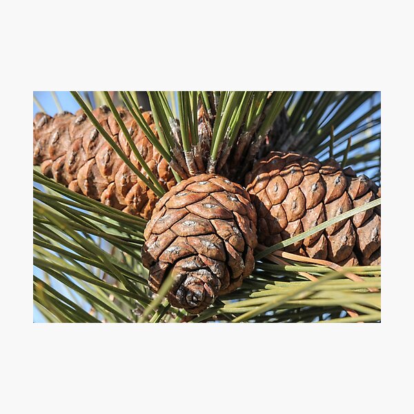 Item preview, Pine Cones designed and sold by Gary Horner.