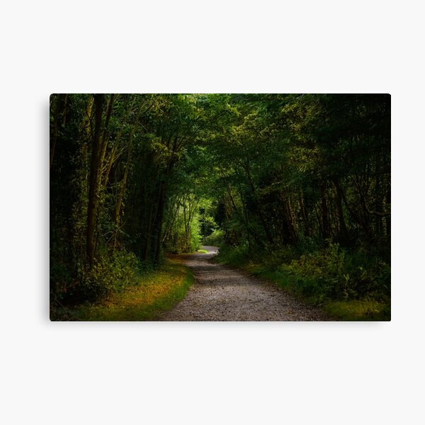 Woodland Path Canvas Print