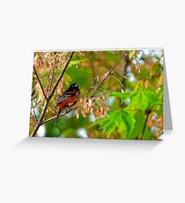 orchard oriole Greeting Card