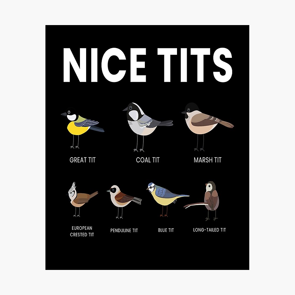 Nice Tits Bird Birds Watching Tit Nature