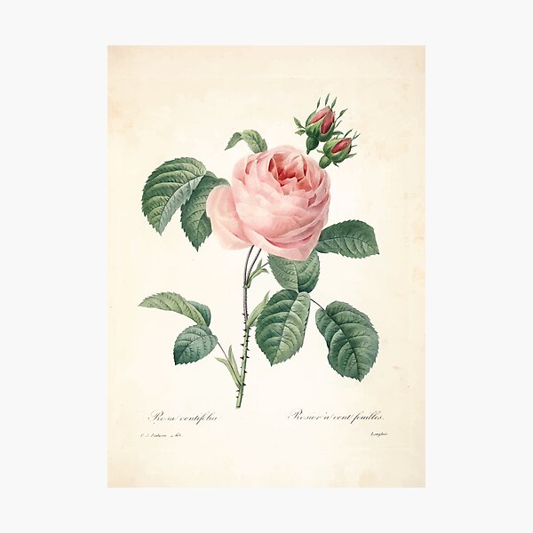 Choix-des-plus-belles-fleurs-et-des-plus-beaux-fruits-Pierre-Joseph-Redouté-1833-090_jpg Beautiful Flowers Finest Fruits Lámina fotográfica