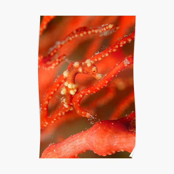 Denise's Pygmy Seahorse - Hippocampus denise Poster