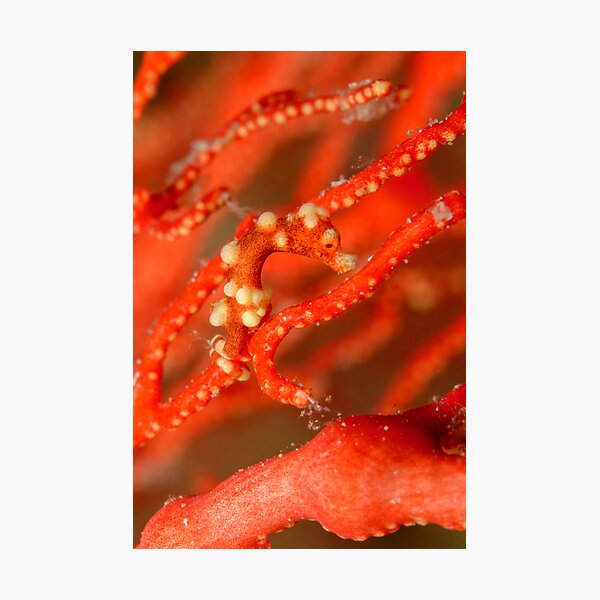 Denise's Pygmy Seahorse - Hippocampus denise Photographic Print