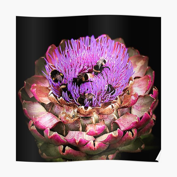 Bee Party on Artichoke Poster