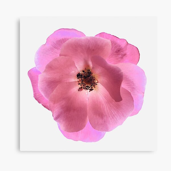 Proud Pansy Canvas Print
