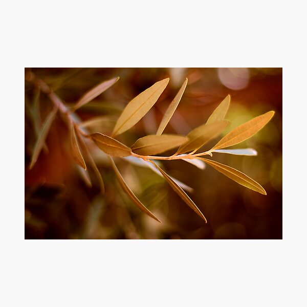 Item preview, Visible Peace - an Olive Branch designed and sold by micklyn.