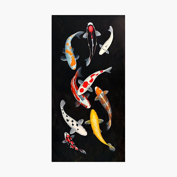 Koi Lucky Mix Photographic Print