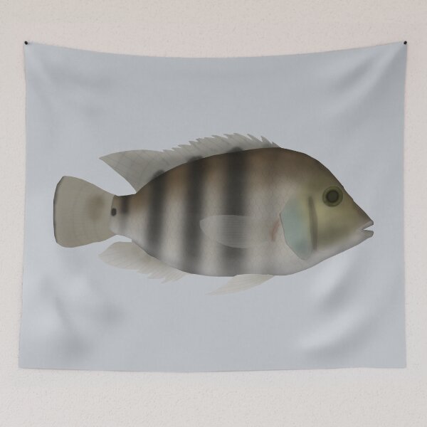 Item preview, Blackthroat cichlid designed and sold by fishfolkart.