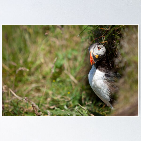 Item preview, Puffin designed and sold by Philip Mack.