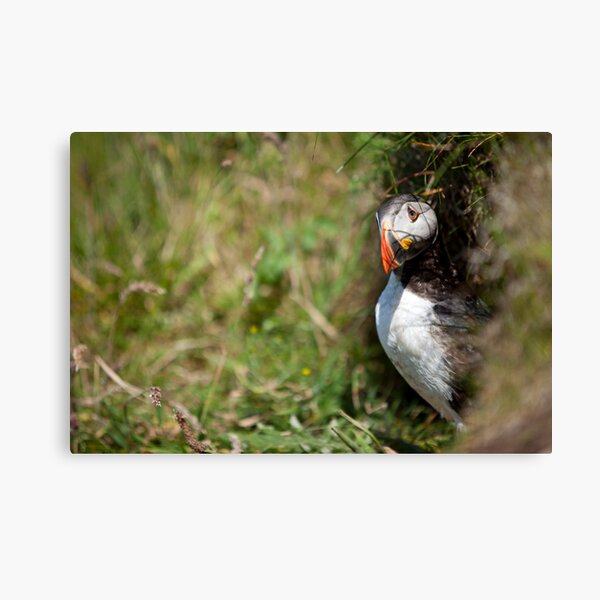 Puffin Canvas Print