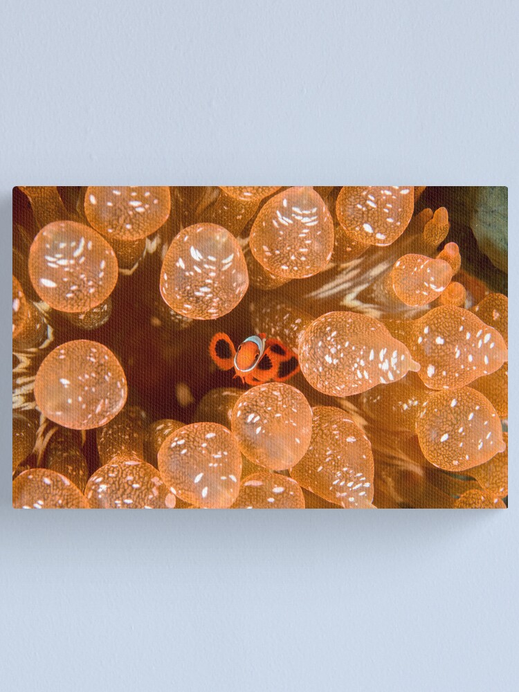 Alternate view of Tiny Spinecheek Anemonefish - Premnas biaculeatus Canvas Print