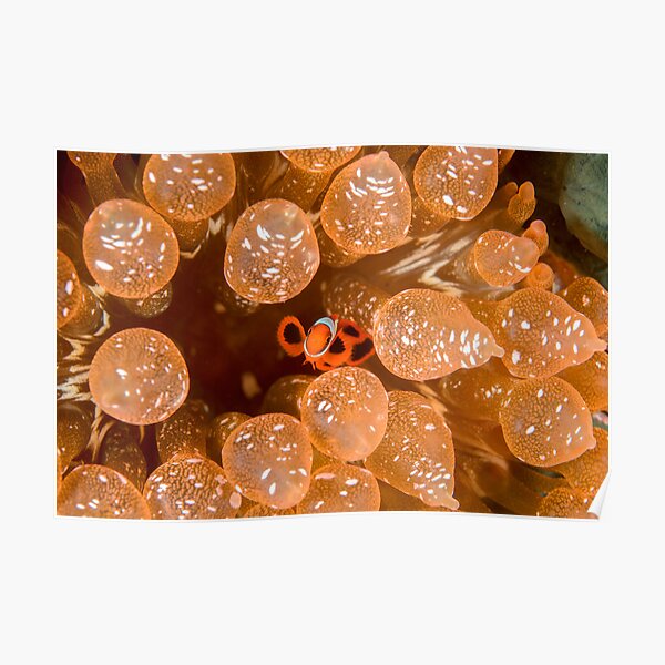 Tiny Spinecheek Anemonefish - Premnas biaculeatus Poster