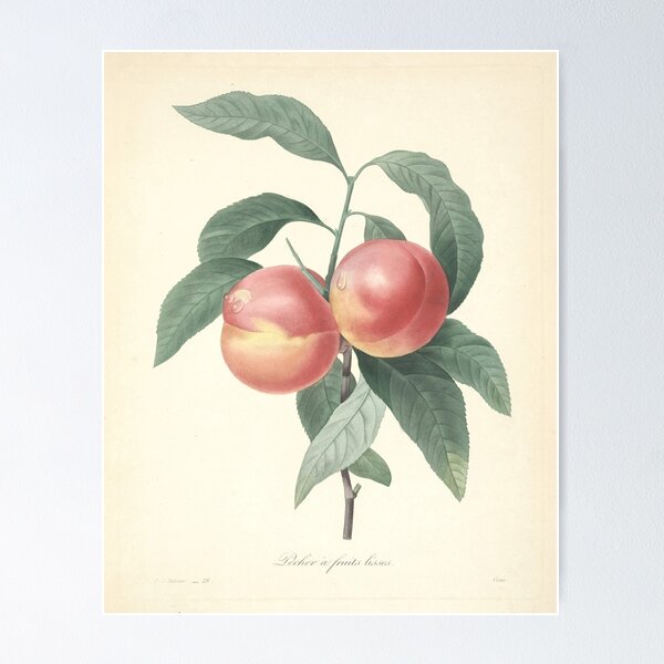 Item preview, Soft Peaches vintage botanical sketch designed and sold by JaydDesign.