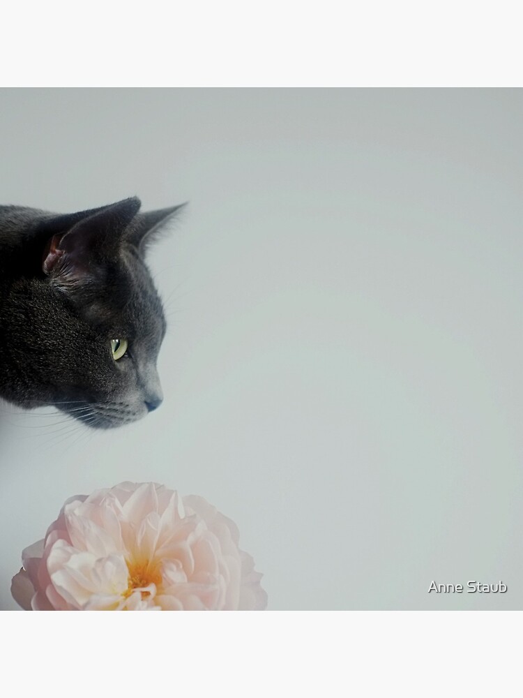 Russian Blue by AnnePIC