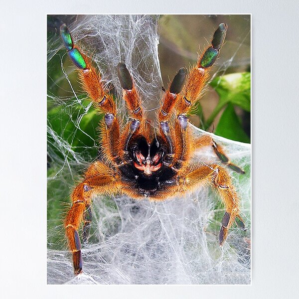 #bubble #spider #nature #desert #awesome Poster