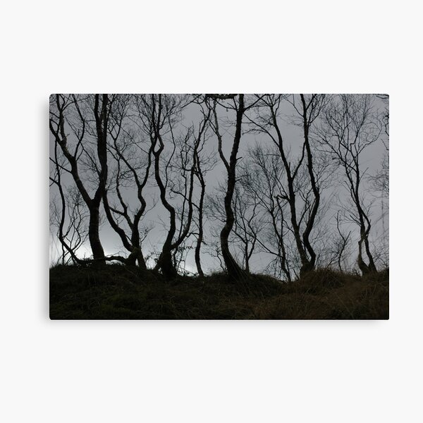 Birch Trees Growing on an Old Turf Dyke Canvas Print