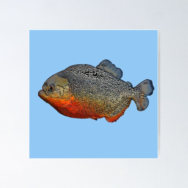 Red Bellied Piranha Posters for Sale