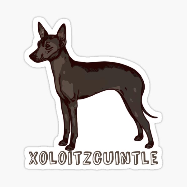 Cholo xoloitzcuintli hotsell for sale