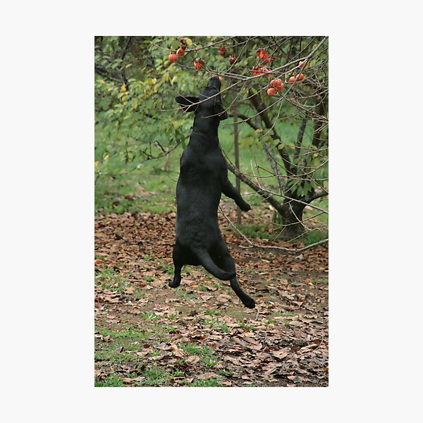 What puppies get up to #1 Photographic Print