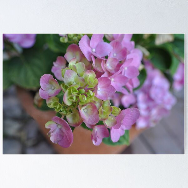 Item preview, Hydrangeas designed and sold by pacontrer.