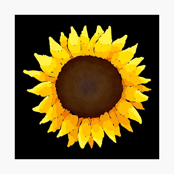 Sunflower - Black Photographic Print