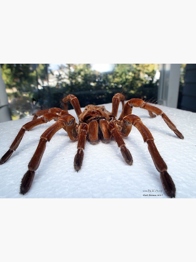 Goliath Skin! by mark-bugs-org
