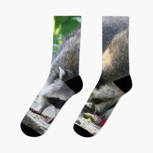 Item preview, Raccoon 002 designed and sold by JAMFoto.