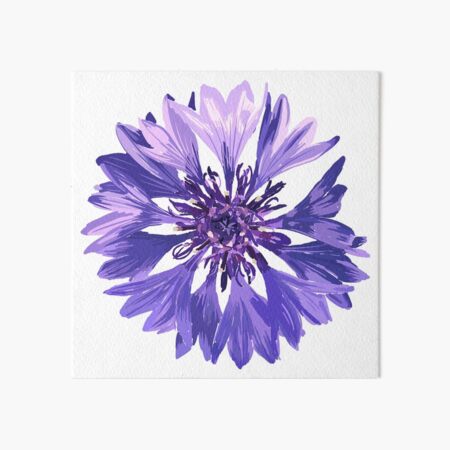 Mountain Cornflower Art Board Print