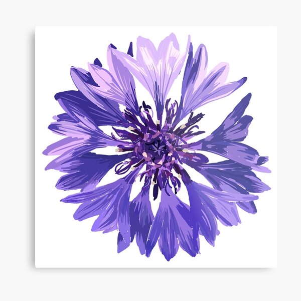 Mountain Cornflower Metal Print