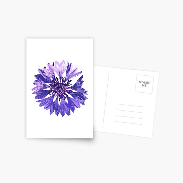 Mountain Cornflower Postcard